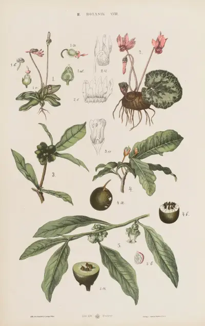 Wielki atlas do zoologii, botaniki i mineralogii Pl.090 av Gustav von Hayek
