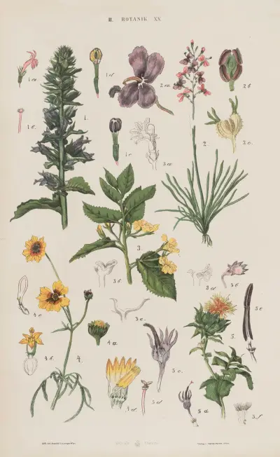 Wielki atlas do zoologii, botaniki i mineralogii Pl.092 av Gustav von Hayek