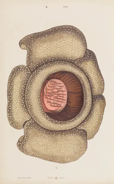 Wielki atlas do zoologii, botaniki i mineralogii Pl.098 av Gustav von Hayek