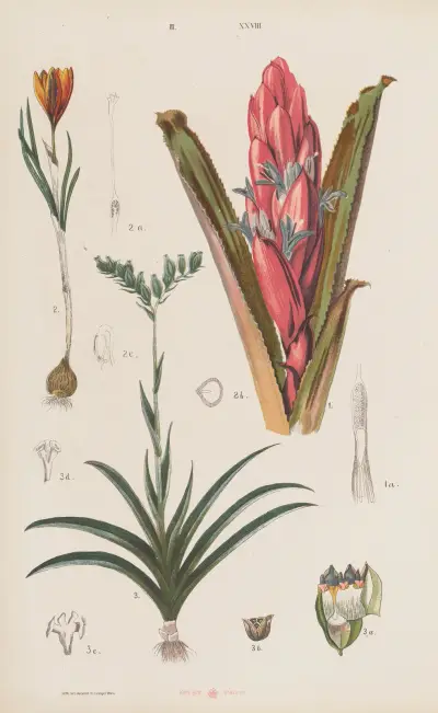 Wielki atlas do zoologii, botaniki i mineralogii Pl.100 av Gustav von Hayek