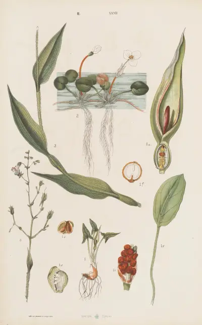 Wielki atlas do zoologii, botaniki i mineralogii Pl.104 av Gustav von Hayek