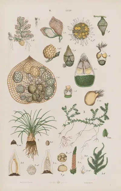 Wielki atlas do zoologii, botaniki i mineralogii Pl.106 av Gustav von Hayek