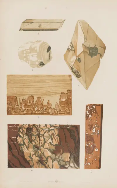 Wielki atlas do zoologii, botaniki i mineralogii Pl.116 av Gustav von Hayek