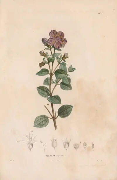 Botanique Pl.01 av Alexander von Humboldt
