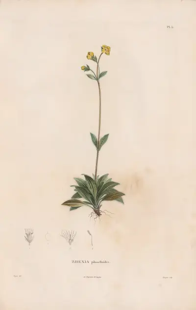 Botanique Pl. 04 von Alexander von Humboldt