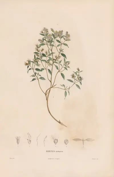 Botanique Pl.06 av Alexander von Humboldt