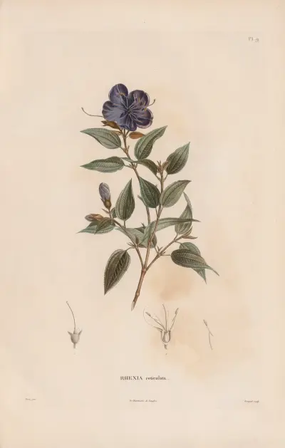 Botanique Pl.08 von Alexander von Humboldt