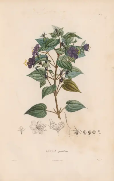Botanique Pl.10 av Alexander von Humboldt