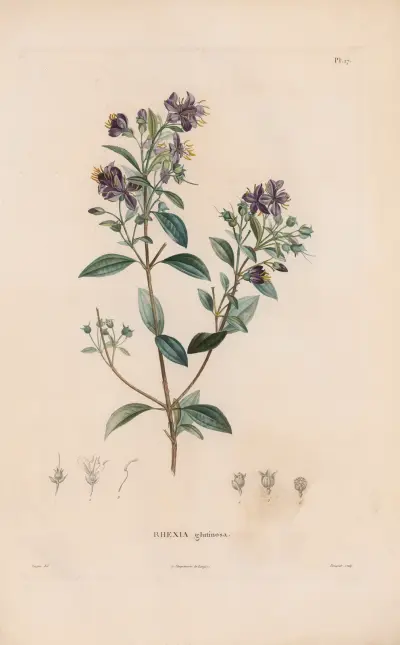 Botanik Taf. 16 von Alexander von Humboldt