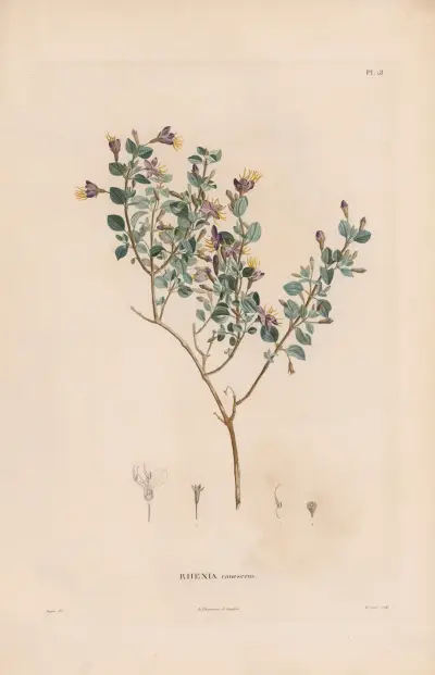 Botanique Pl.17 av Alexander von Humboldt