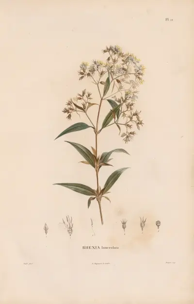 Botanique Pl.19 av Alexander von Humboldt