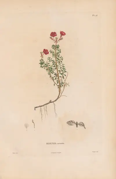 Botanique Pl.20 av Alexander von Humboldt