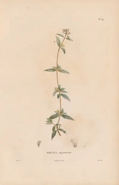 Botanique Pl. 23 von Alexander von Humboldt