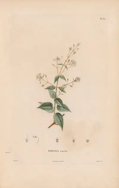 Botanik Taf. 24 von Alexander von Humboldt