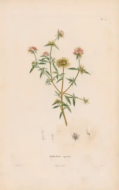 Botanique Pl.26 av Alexander von Humboldt
