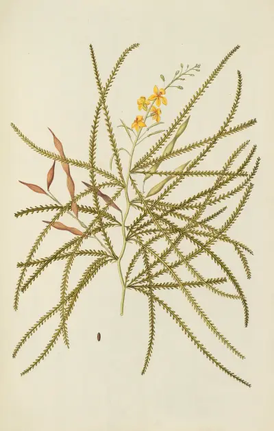Selectarum stirpium Americanarum historia Pl.119 av Nikolaus Joseph Freiherr von Jacquin