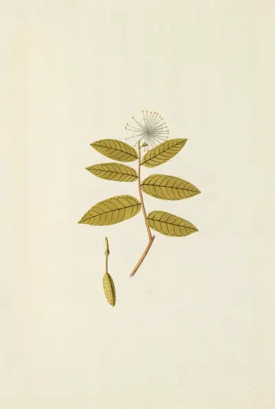 Selectarum stirpium Americanarum historia Pl.148 av Nikolaus Joseph Freiherr von Jacquin