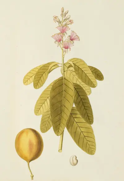 Selectarum stirpium Americanarum historia Pl.155 av Nikolaus Joseph Freiherr von Jacquin