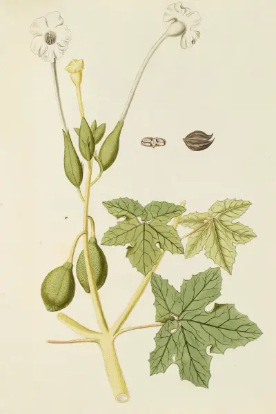 Selectarum stirpium Americanarum historia Pl.166 av Nikolaus Joseph Freiherr von Jacquin
