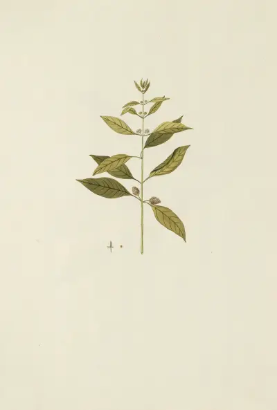 Selectarum stirpium Americanarum historia Pl.168 av Nikolaus Joseph Freiherr von Jacquin