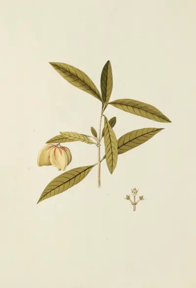 Selectarum stirpium Americanarum historia Pl.169 av Nikolaus Joseph Freiherr von Jacquin