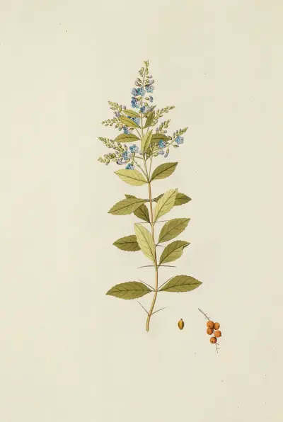 Selectarum stirpium Americanarum historia Pl.179 av Nikolaus Joseph Freiherr von Jacquin