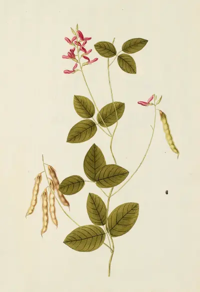 Selectarum stirpium Americanarum historia Pl.191 av Nikolaus Joseph Freiherr von Jacquin