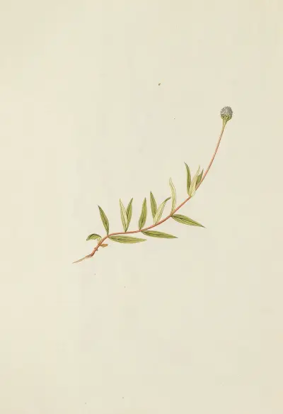 Selectarum stirpium Americanarum historia Pl.194 av Nikolaus Joseph Freiherr von Jacquin