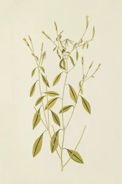 Selectarum stirpium Americanarum historia Pl.195 av Nikolaus Joseph Freiherr von Jacquin