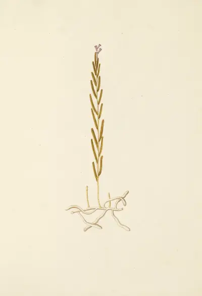 Selectarum stirpium Americanarum historia Pl.201 av Nikolaus Joseph Freiherr von Jacquin