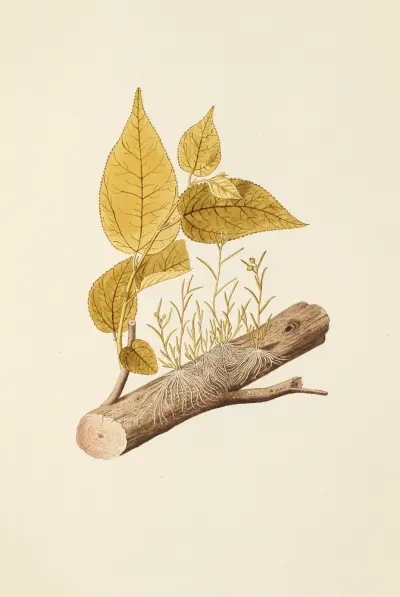 Selectarum stirpium Americanarum historia Pl.203 av Nikolaus Joseph Freiherr von Jacquin