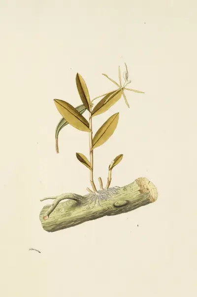 Selectarum stirpium Americanarum historia Pl.210 av Nikolaus Joseph Freiherr von Jacquin