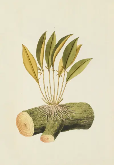 Selectarum stirpium Americanarum historia Pl.212 av Nikolaus Joseph Freiherr von Jacquin