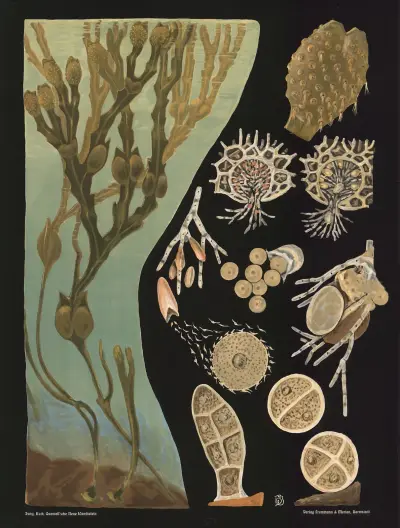 Blåstång (Fucus vesiculosus) av Gottlieb von Koch