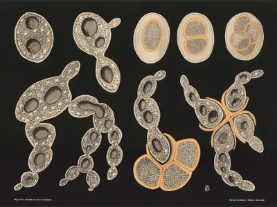 Brewer’s yeast (Saccharomyces cerevisiae) av Gottlieb von Koch