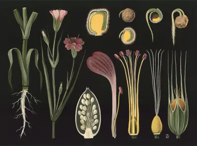 Kornvallmo (Agrostemma githago) av Gottlieb von Koch