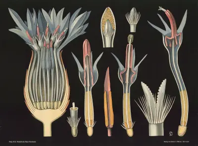 Blåklint (Centaurea cyanus) av Gottlieb von Koch