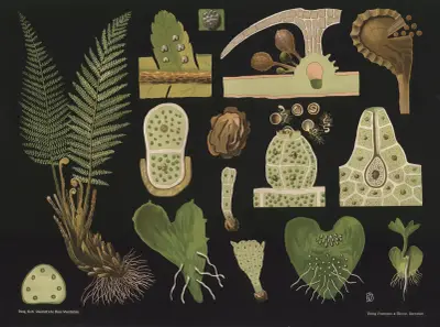 Träjon (Polystichum filix mas) av Gottlieb von Koch