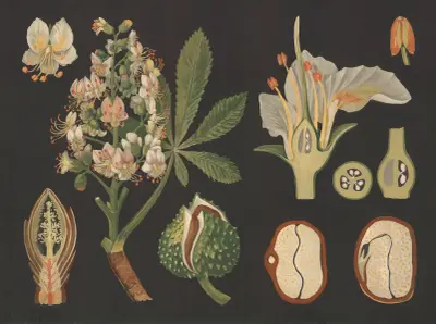 Horse chestnut (Aesculus hippocastanum) av Gottlieb von Koch
