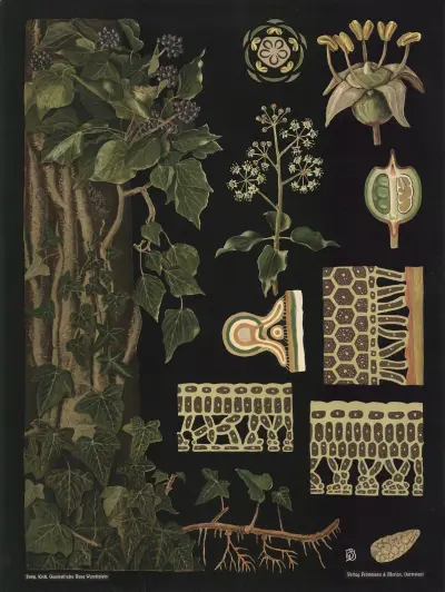 Ivy (Hedera helix) av Gottlieb von Koch