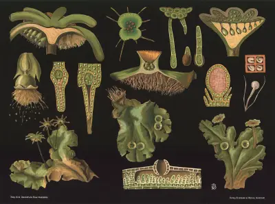 Liverwort (Marchantia polymorpha) av Gottlieb von Koch