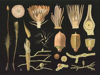 Mossa (Polytrichum) av Gottlieb von Koch