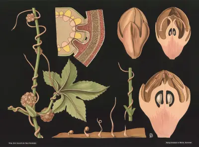 Parasitväxt (Cuscuta epithymum) av Gottlieb von Koch