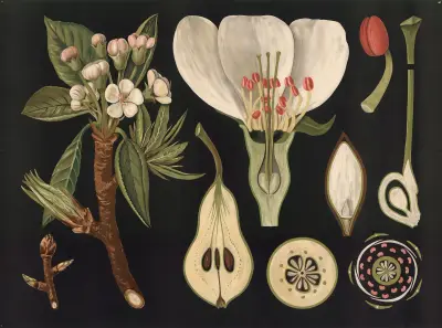 Päron (Pyrus communis) av Gottlieb von Koch