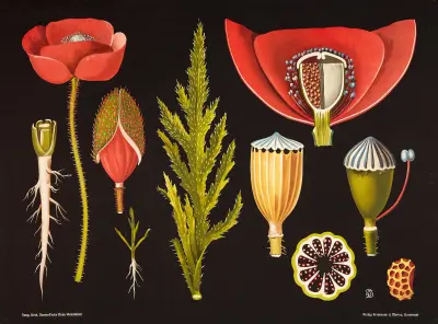 Poppy (Papaver rhoeas) av Gottlieb von Koch