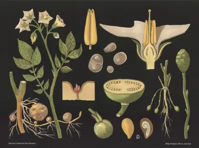 Potatis (Solanum tuberosum) av Gottlieb von Koch