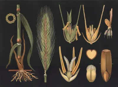 Rye (Secale cereale) av Gottlieb von Koch