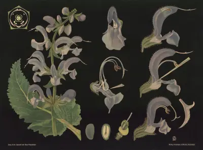 Sage (Salvia pratensis) av Gottlieb von Koch