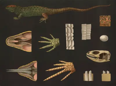 Sandödla (Lacerta agilis) av Gottlieb von Koch