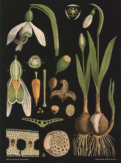 Snödroppe (Galanthus nivalis) av Gottlieb von Koch